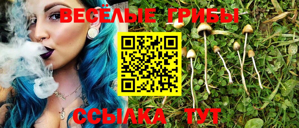 где купить   Вход с VPN  Ярославль  Псилоцибиновые грибы Psilocybine cubensis 