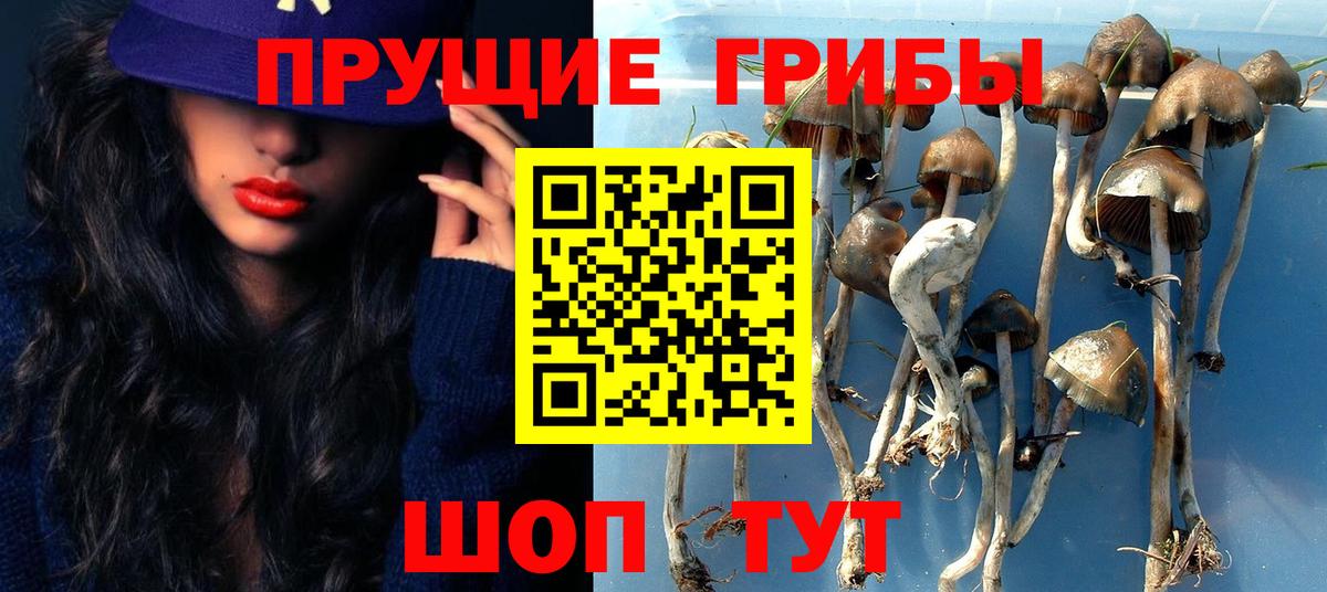 Галлюциногенные грибы Psilocybine cubensis Ярославль